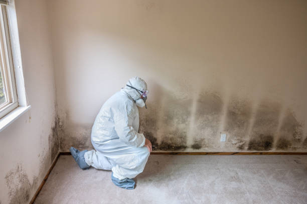 Trusted Carnegie, PA Mold Remediation Experts